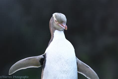 Yellow-eyed Penguin photo WP00826