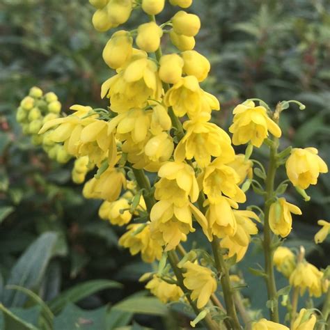 Buy mahonia Mahonia × media 'Charity': Delivery by Waitrose Garden