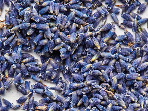 Is Munstead Lavender Edible? Culinary Herb to Add Flavor to Your Dish ...