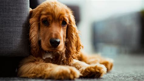 Is kennel cough contagious to humans? | PetsRadar - what kills kennel cough on surfaces