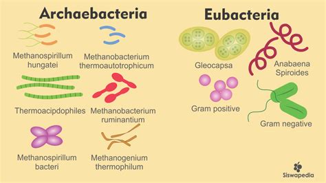 Eubacteria Examples