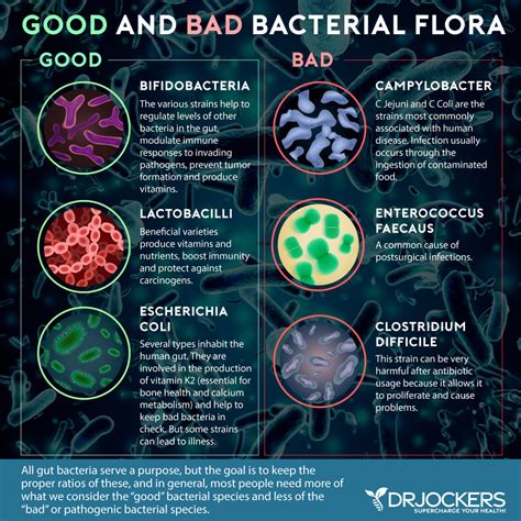 Probiotics: Benefits, Categories, and Protocols - DrJockers.com