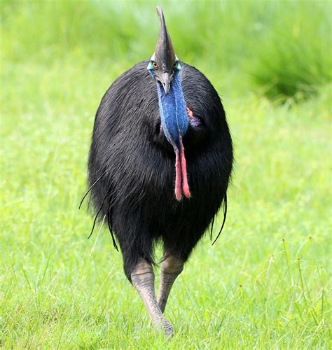 Cassowary - Queensland Trust For Nature