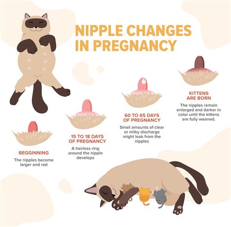 Pregnancy Cycle Of A Cat