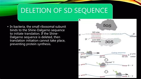 Significance of shine dalgarno sequence | PPTX
