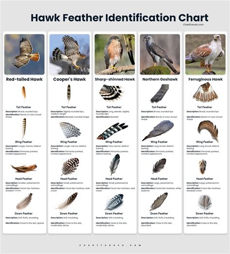 Coopers Hawk Feather