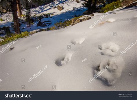 68 Mountain Lion Footprint Images, Stock Photos & Vectors | Shutterstock