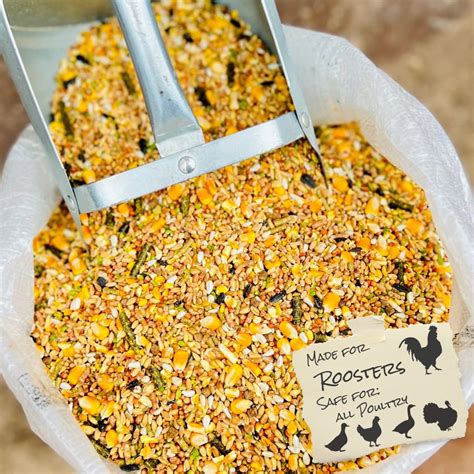 What to Feed a Rooster? [Ultimate Nutrition Guide] – Beasts Loco