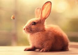 Image result for A Cute Bunny