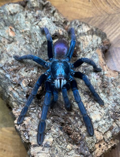 Haploclastus Devamatha - LSD Earth Tiger - Adult Female – Westside ...