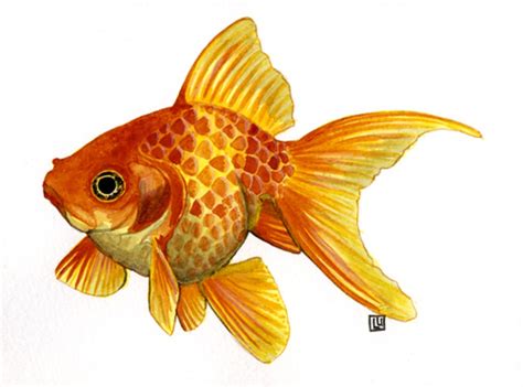 fish watercolor illustration