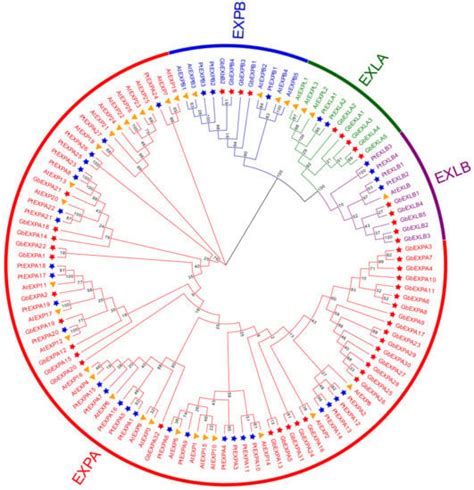 Genome-Wide Identification of Expansin Gene Family and Their Response ...