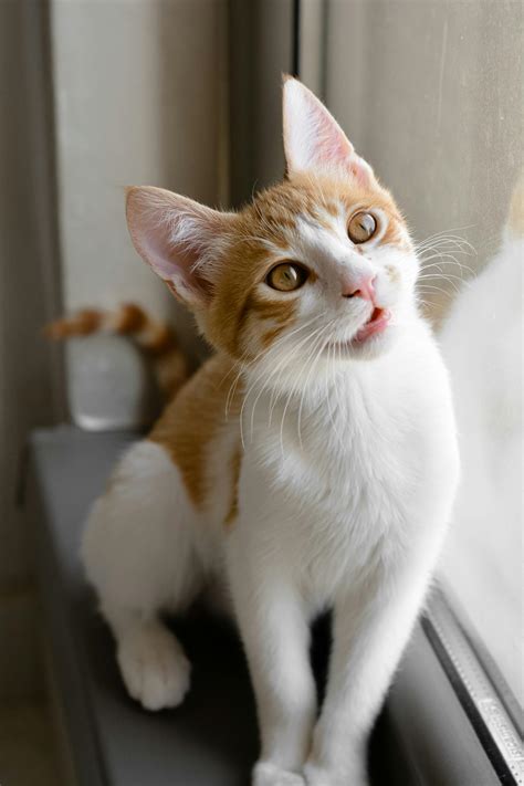 Ginger And White Tabby Cat Tabby Cat Wikipedia