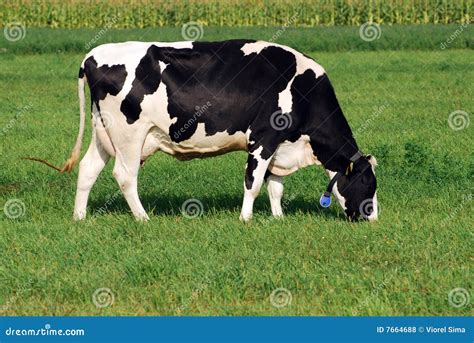 Cow grazing on field stock photo. Image of bull, blue - 7664688