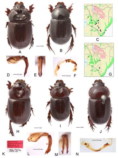 Review of the Genus Orphnus Macleay, 1819 (Coleoptera: Scarabaeidae ...