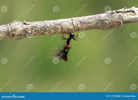 Strong and Hard-working Ant Carries Seeds Stock Photo - Image of weight ...