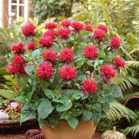 Bee Balm Plant: How To Grow And Care For Monarda [UPDATED]