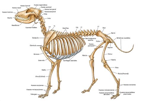 Anatomía canina - Centro Canino Valmajano