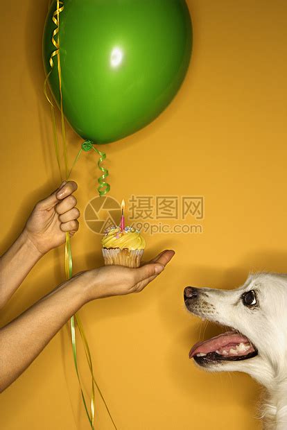 狗过生日给狗买什么东西，狗的生日礼物-酷派宠物网