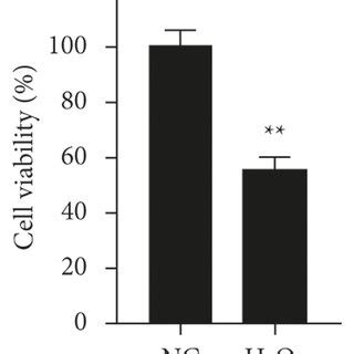 H2O2 Apoptosis 的图像结果