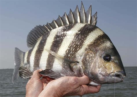 Download Sheepshead Fish Pictures 2048 x 1462 | Wallpapers.com