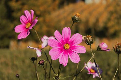Image result for Figure CSS HTML5