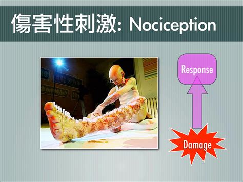 疼痛機制 The mechanism of Pain | PPT