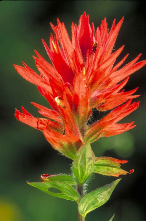 Free picture: wyoming, paintbrush, castilleja, linariifolia, flower ...
