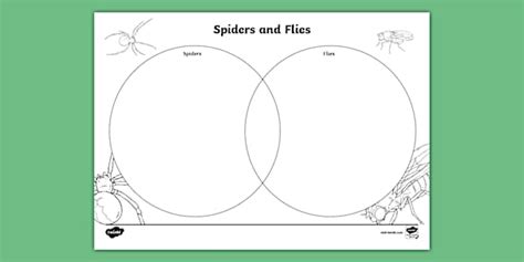 Spider and Flies Venn Diagram (teacher made) - Twinkl