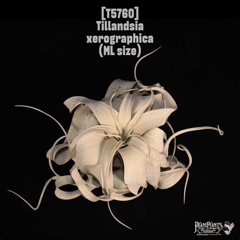 Tillandsia xerographica ML〔ティランジア〕T5760 | plane plants