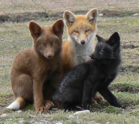 The Truth About Pet and Domesticated Foxes - PetHelpful