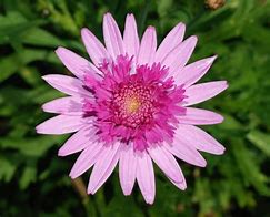 Chrysanthemum 的图像结果