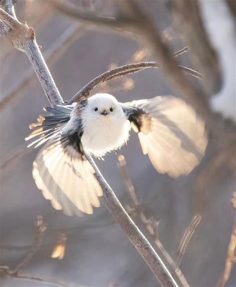 Cuteness overload the tiny cotton ball like birds known as snow fairies ...