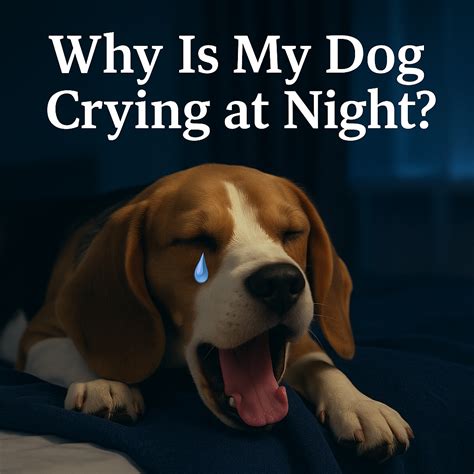 Why Is My Dog Crying at Night? 7 Reasons & Fixes