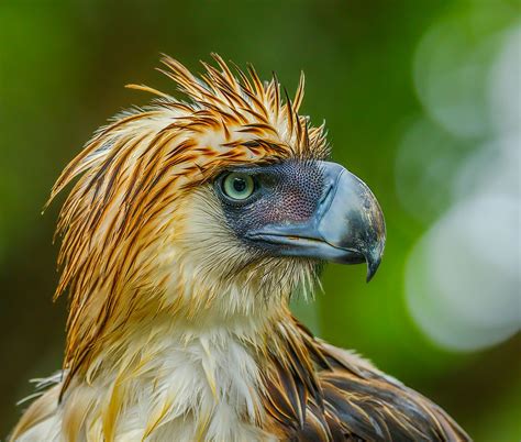 The Philippine Eagle National Bird Of The Philippines - vrogue.co