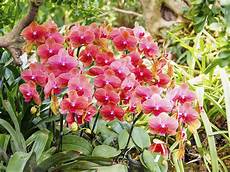 come coltivare fiori come coltivare le orchidee non sprecare come coltivare fiori come coltivare le orchidee non sprecare