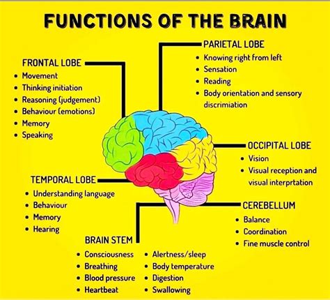 Brain Function 的图像结果