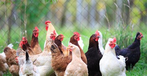 Chicken 的图像结果