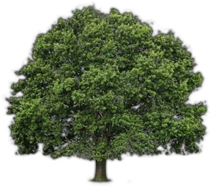 Download Source - - Willow Oak Tree Drawing - Full Size PNG Image - PNGkit