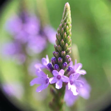 Flower Essence Vervain – Herbs and Arts