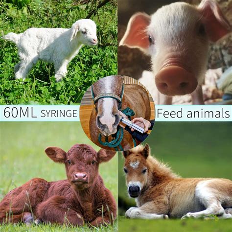 Buy 60ml Syringe with Catheter Tip and Cover, Large Plastic Syringe for ...