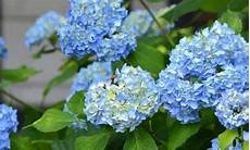 tailler les hortensias photos hortensias hydrangea quand les tailler nos conseils tailler les hortensias photos hortensias hydrangea quand les tailler nos conseils