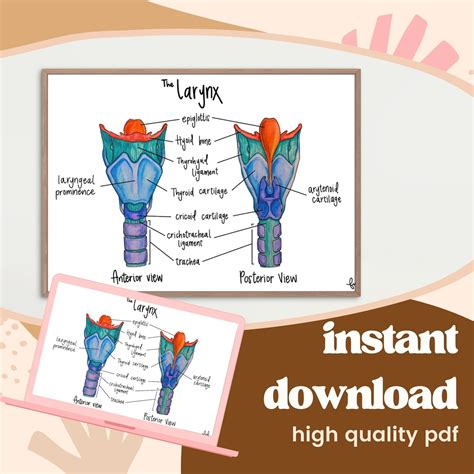 Larynx Model Labeled Arytenoid Cartilage