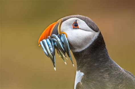 Atlantic Puffin Courtship Behavior and Decoys | Audubon Project Puffin