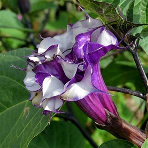 ADITYA GREEN PLANTS AGP Black Dhatura Plant, Krushana Varna Dhatura ...