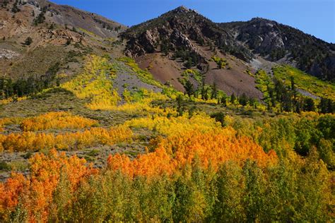 Peak Arrives at Bishop Creek – California Fall Color