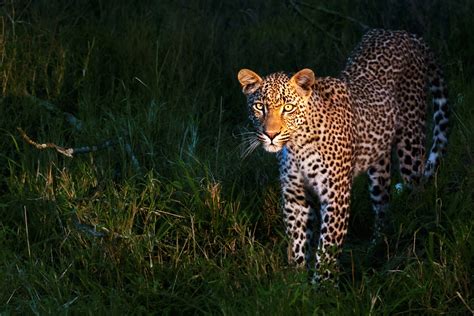 What Are Nocturnal Animals Dk Find Out