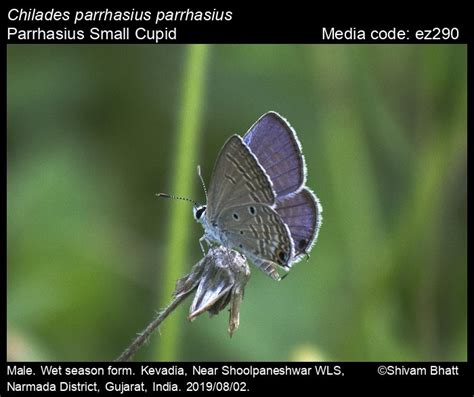 Chilades parrhasius | Butterfly