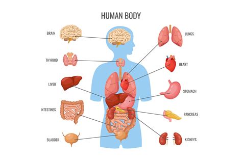 Biology About Human Body 的图像结果