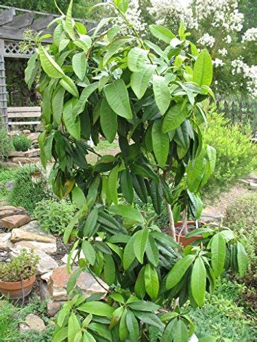 Creative Farmer Sarva Sughandhi Allspice Berries(Sarvasugandhi) Plant ...